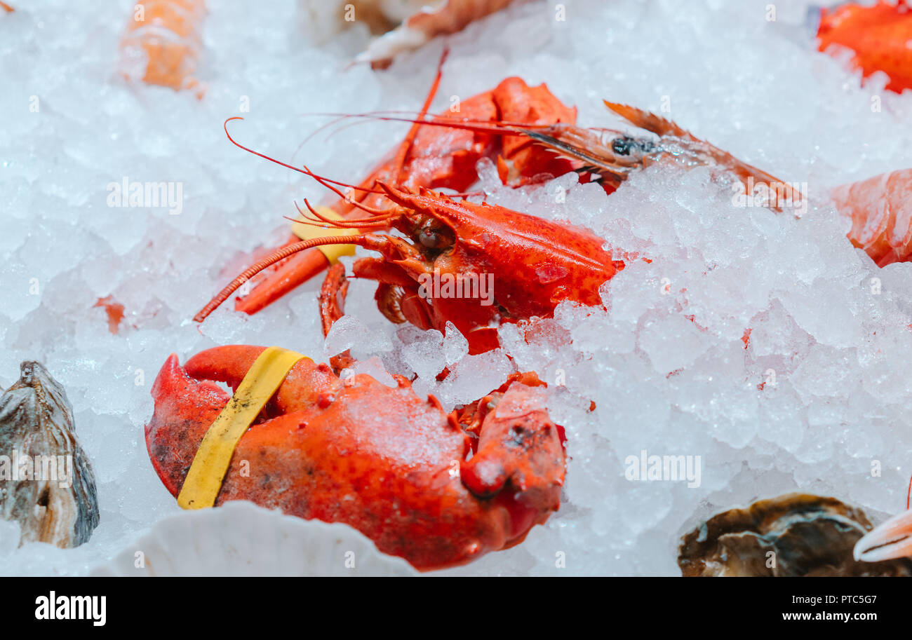 Ganz rote Hummer auf Eis Stockfoto