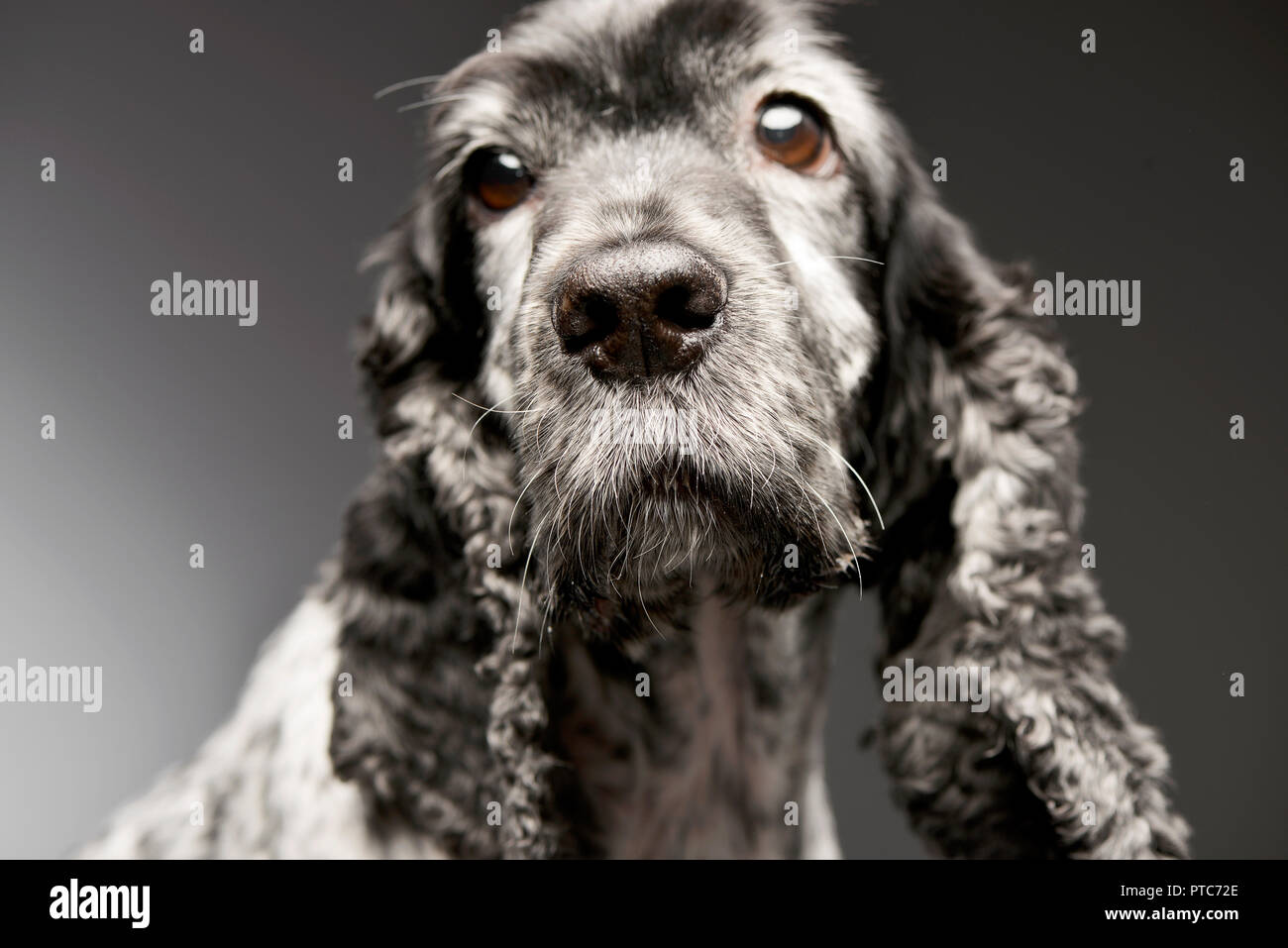 Portrait einer adorable English Cocker Spaniel - studio Shot, isoliert auf Grau. Stockfoto