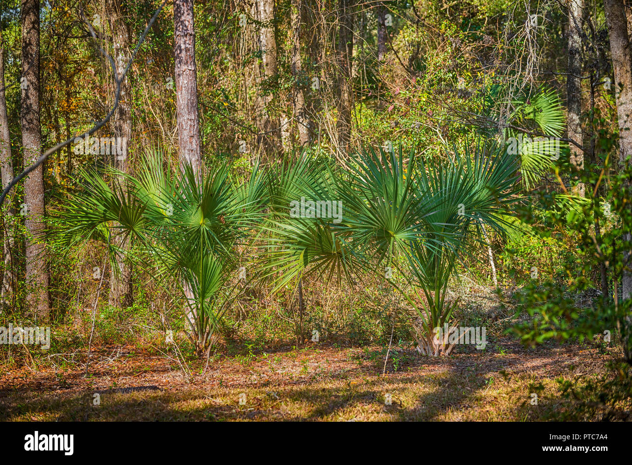 Sabal Palmetto Bäume in einem natürlichen bewaldeten Gebiet der North Central Florida. Stockfoto