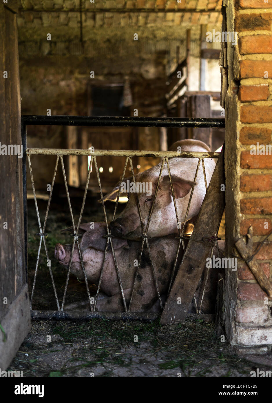 Zwei sind Schweine in einem pighouse gesperrt und eine Pause. Stockfoto