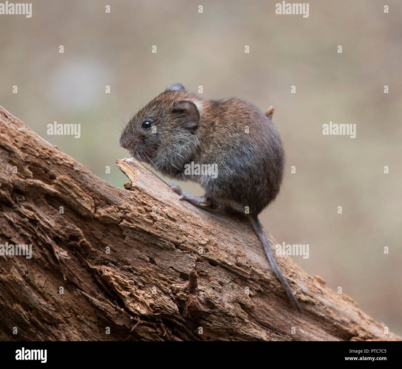 Bank vole (Myodes Glareolus), Niederlande. Stockfoto