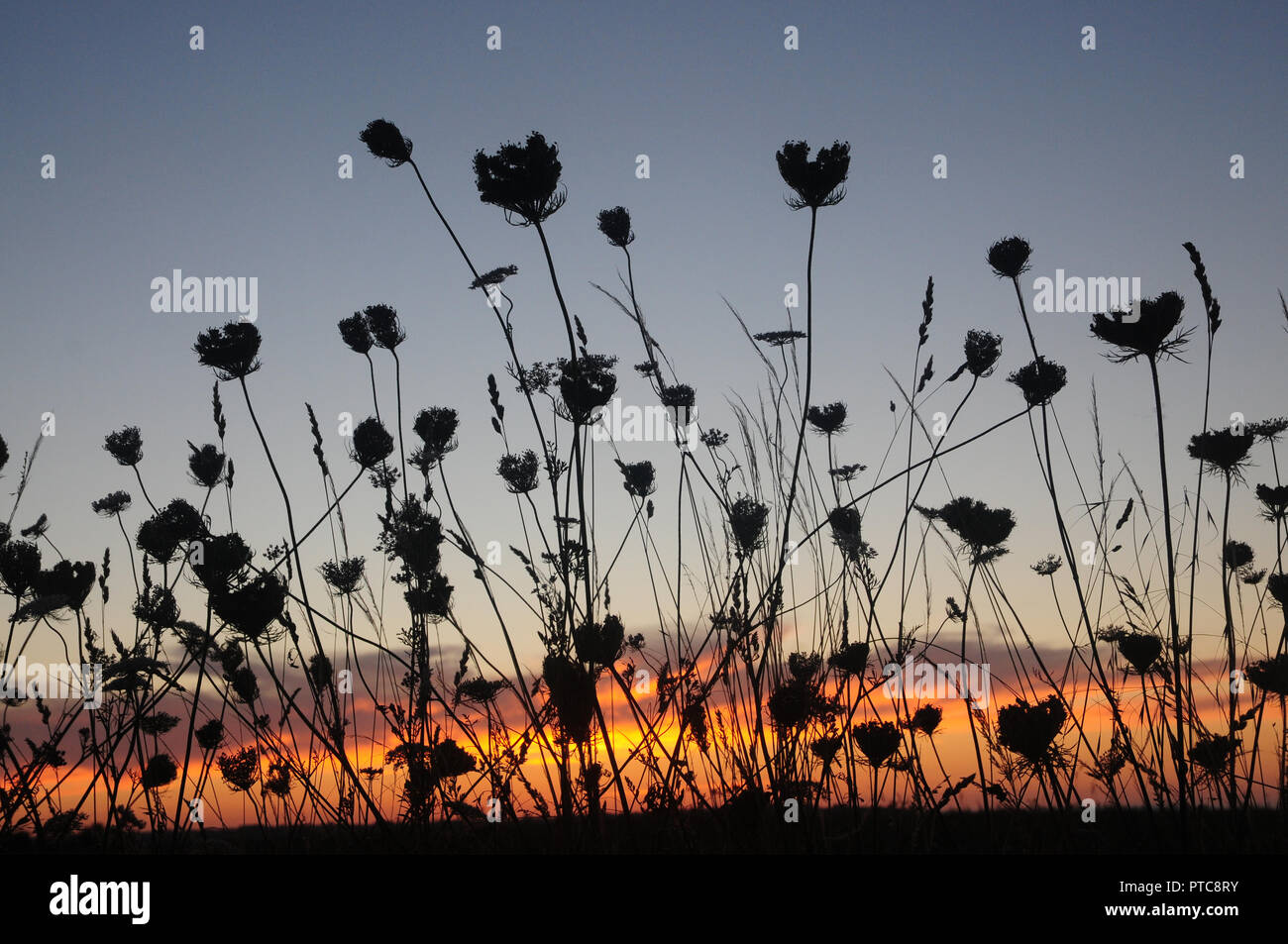 Umbellifer Köpfe und Gräser gegen den Sonnenuntergang Silhouette Stockfoto