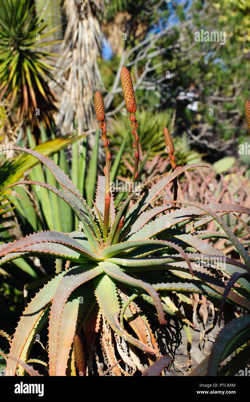 Aloe vera - Kakteen blhen in Gran Canaria Insel, Spanien Stockfotografie -  Alamy