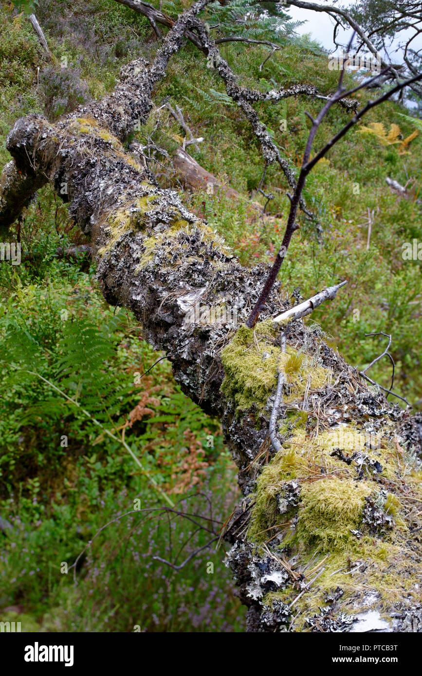 Flechten und Moos auf Gefallene Birke Loch ein Eilein, Rothiemurchus Wald, Speyside, Schottland Stockfoto