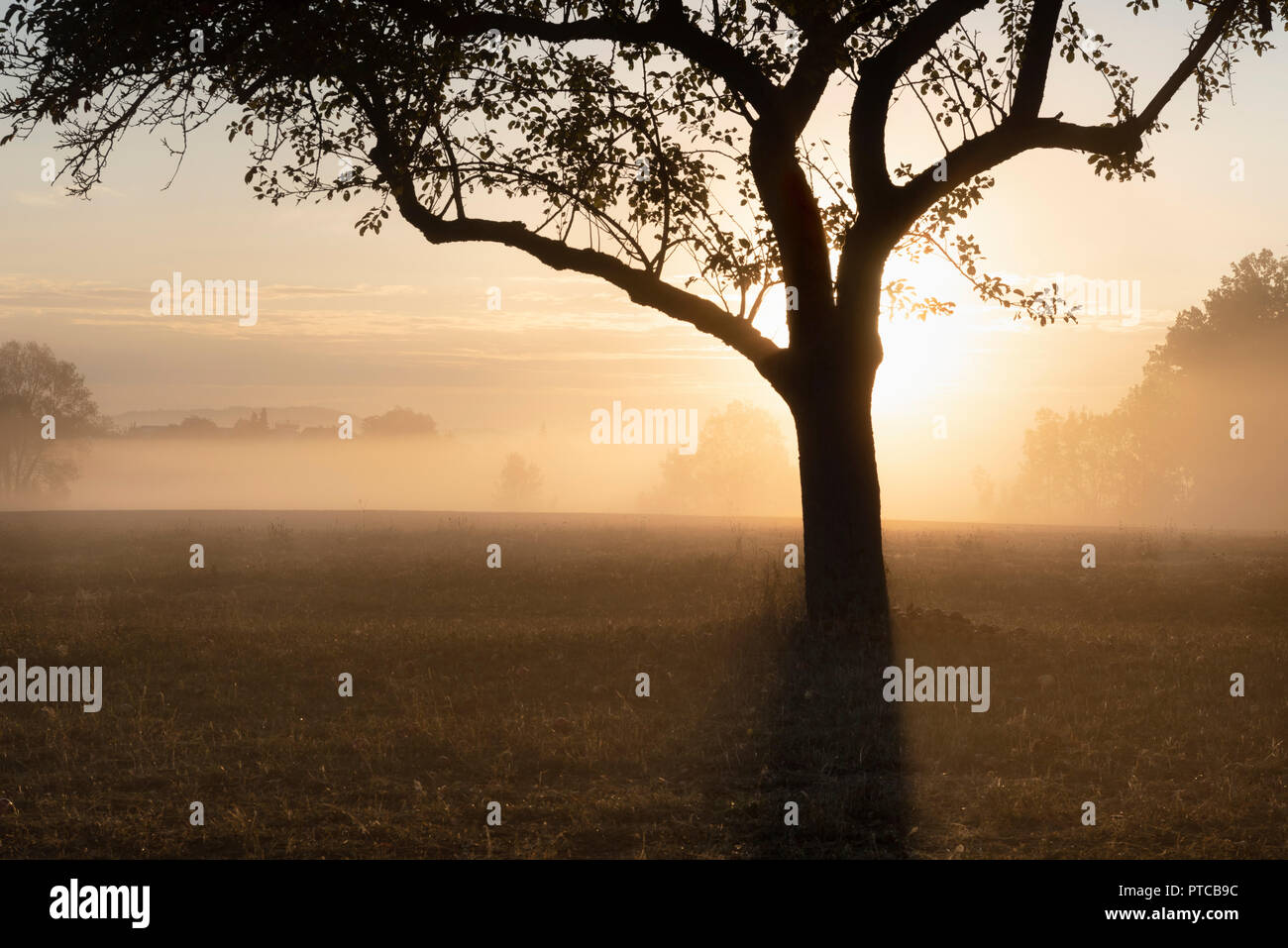 Verträumte Atmosphäre mit der Silhouette von einem Apfelbaum auf einer Wiese, während die Sonne durch den Nebel steigt, an einem warmen Tag im Oktober, in Deutschland. Stockfoto