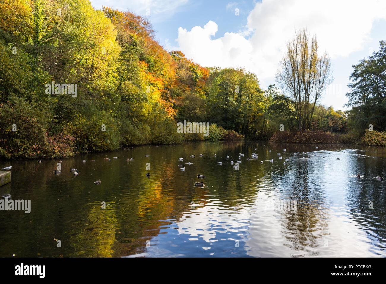 Herbstfarben im Wasser mit Enten wider. Duncans Dam, Lisburn, County Antrim, Nordirland. Stockfoto