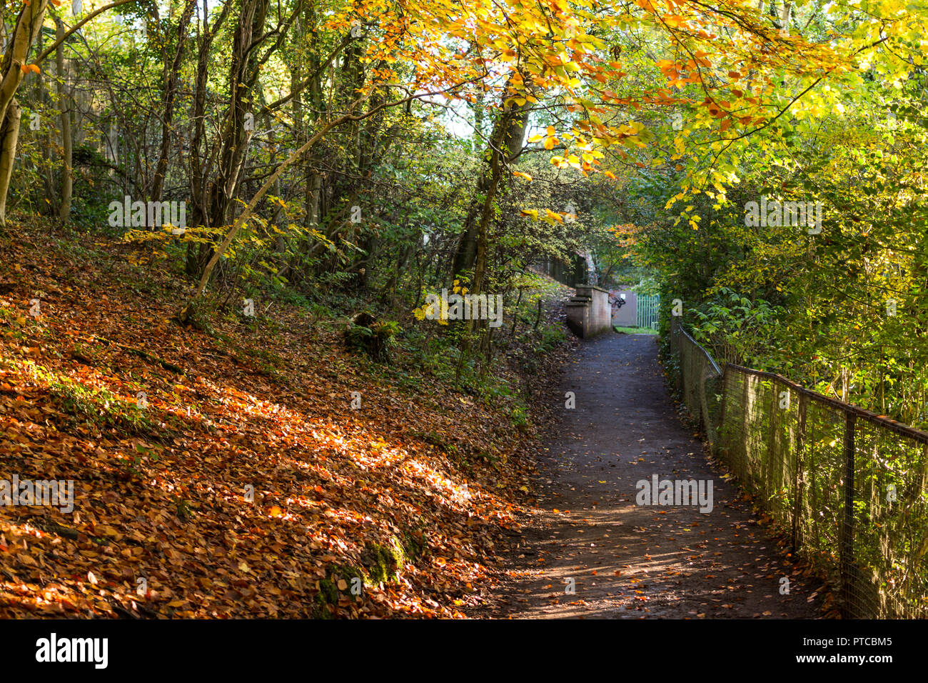 Laub und Herbst Farben auf einem Wald Weg. Duncans Dam, Lisburn, County Antrim, Nordirland. Stockfoto