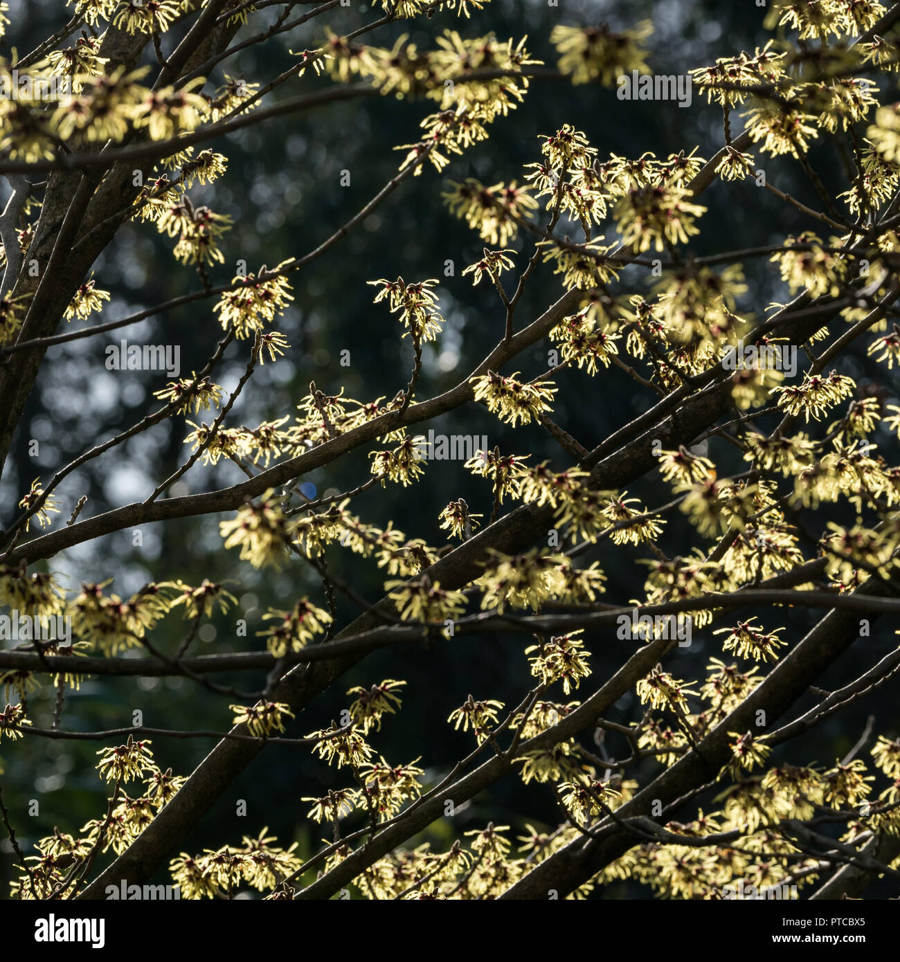 Hamamelis mollis Stockfoto