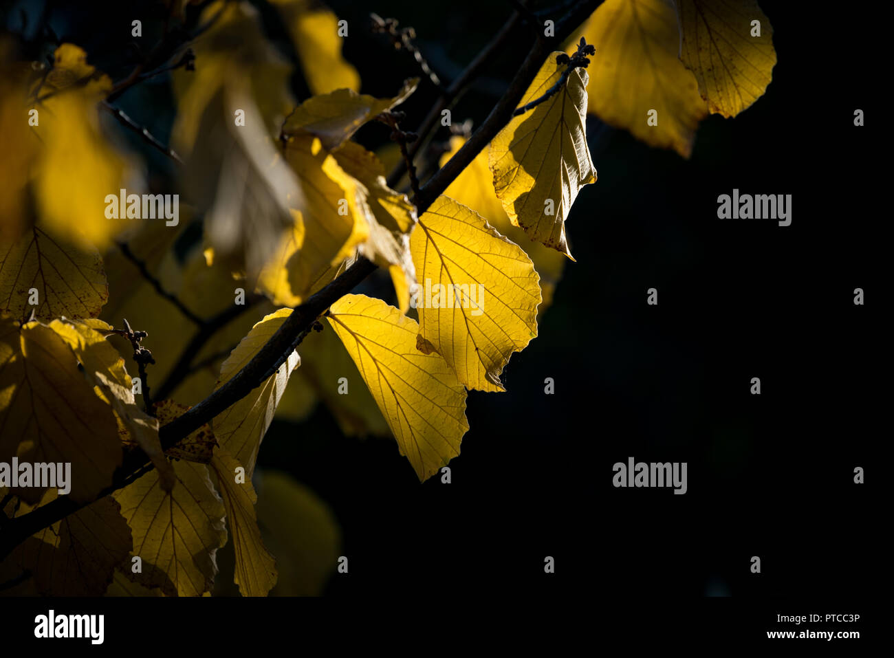 Hamamelis mollis Stockfoto