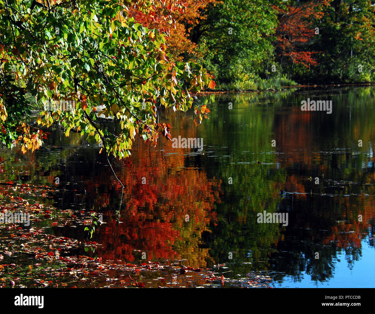 Schön bunten Herbst Bäume in einem ruhigen See in New Hampshire, USA Stockfoto