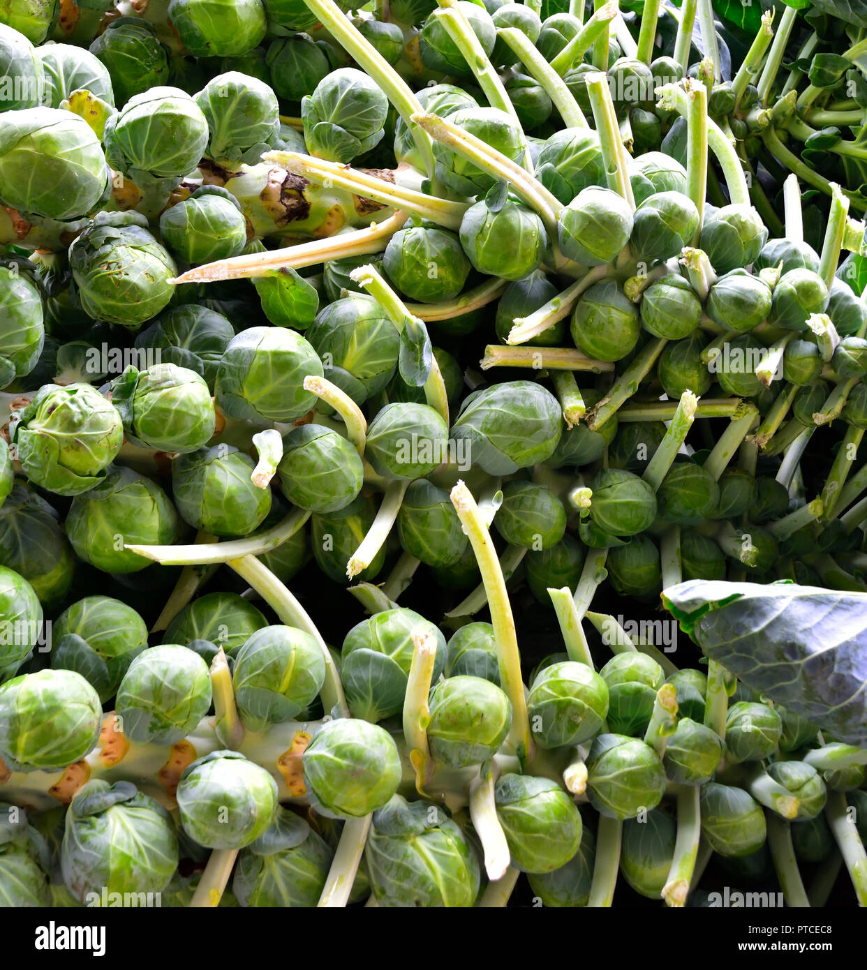 Rosenkohl auf dem Stiel bei Farmers Market Stockfoto