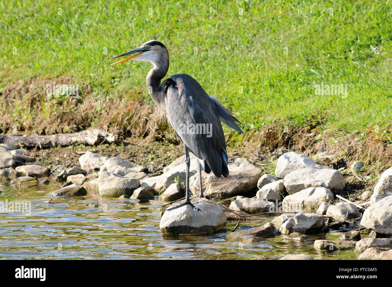 Great Blue Heron auf der Jagd. Stockfoto