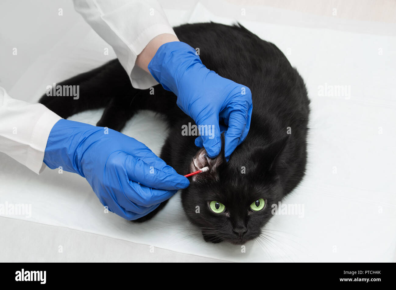 Ein Tierarzt, der im weißen Kittel und Handschuhe ist die Reinigung der  Ohren einer schwarzen Katze. Close-up Stockfotografie - Alamy