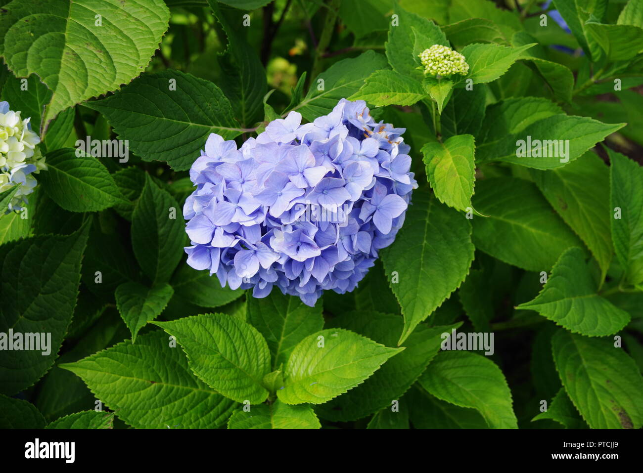Mellow Hortensie mit grünen Blättern Stockfoto