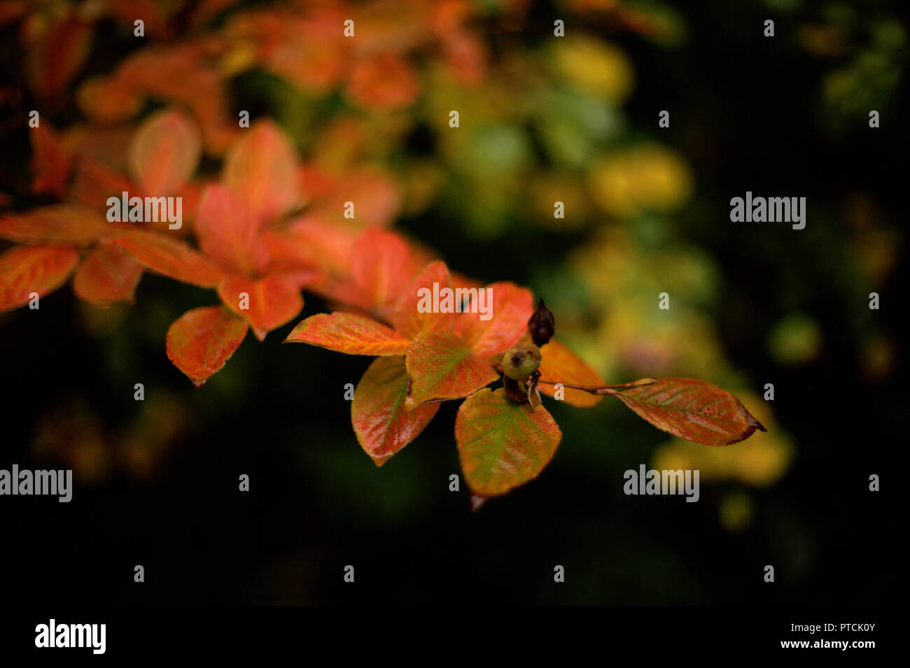 Schöne rote und grüne Blätter im Herbst mit einem schwarzen Früchte in einem Park von West Vancouver, BC, Kanada, auf einem dunklen schwarzen und grünen verschwommenen Hintergrund Stockfoto