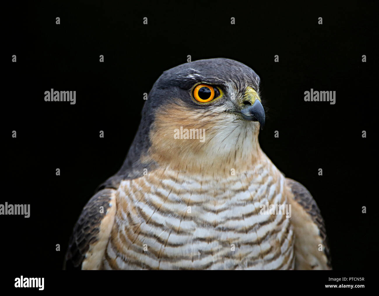 Sparrowhawk Accipiter nisus Stockfoto