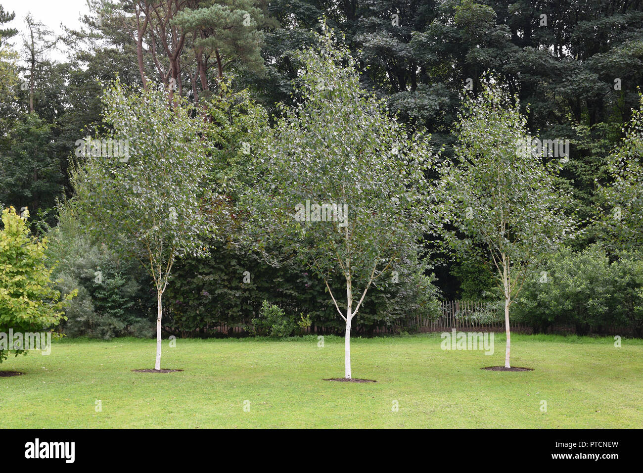 3 Drei junge Silver Birch Bäume auf einem gepflegten grünen Rasen mit Holz in den Hintergrund gepflanzt. Stockfoto