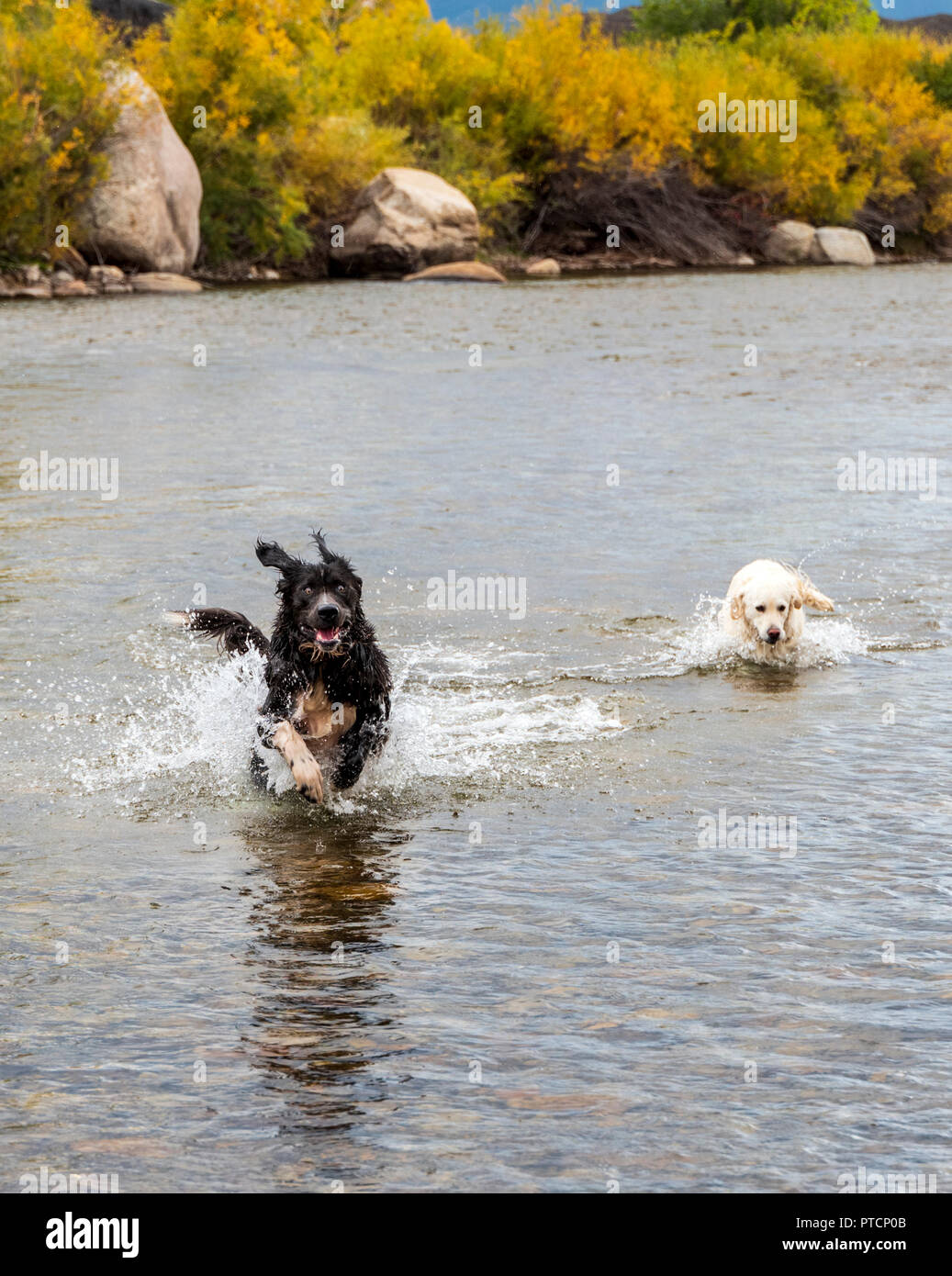 Platin farbige Golden Retriever und Neufundländer in den Arkansas River, Salida, Colorado, USA spielen Stockfoto