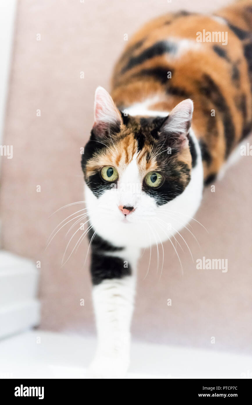 Flache, hohe Betrachtungswinkel auf lustig niedlich Ausdruck Gesicht Frauen Calico Cat drücken Tür fragen mit der einen Pfote suchen, sitzen auf den Teppich in Ho zu öffnen. Stockfoto