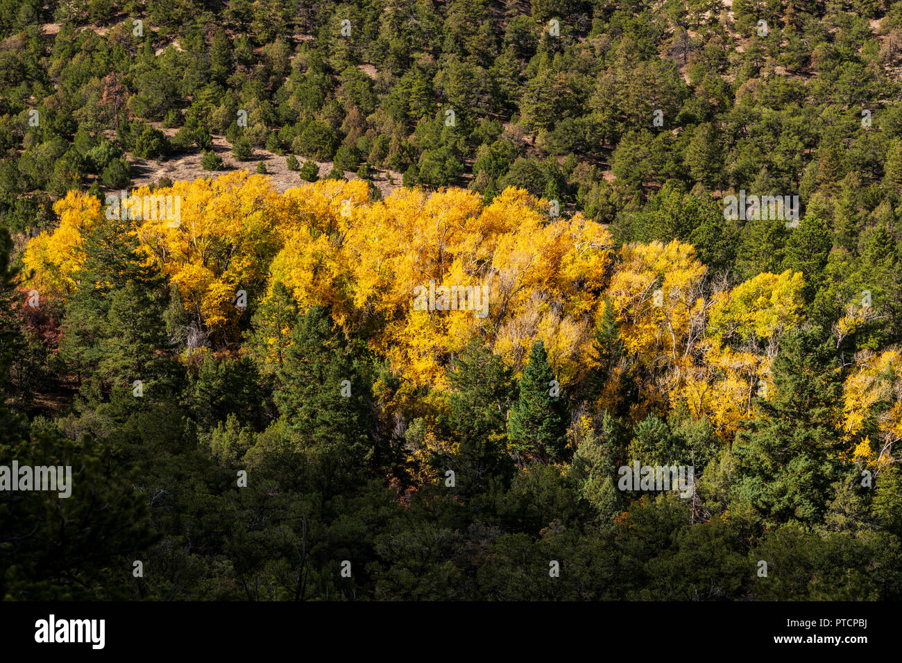 Aspen Bäume im Herbst zeigen Golden Leaf Farbe; Colorado; USA Stockfoto