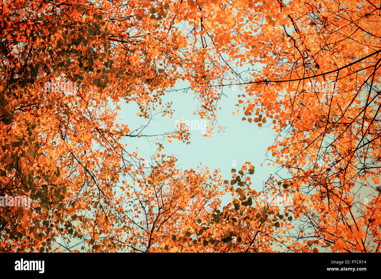 Autumn Tree Tops - orange Bäume im Herbst tops gegen den blauen Himmel. Bäume im Herbst Äste vor blauem Himmel im sonnigen Herbst Wetter Stockfoto