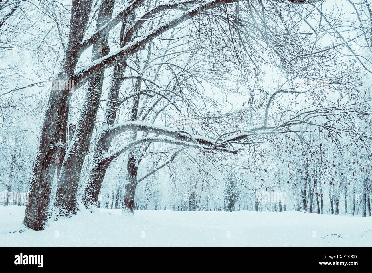 Winter wald landschaft mit fallendem Schnee - Wunderland Wald mit Schneefall und Sonnenlicht über Winter Grove. Verschneite Winterlandschaft Szene Stockfoto