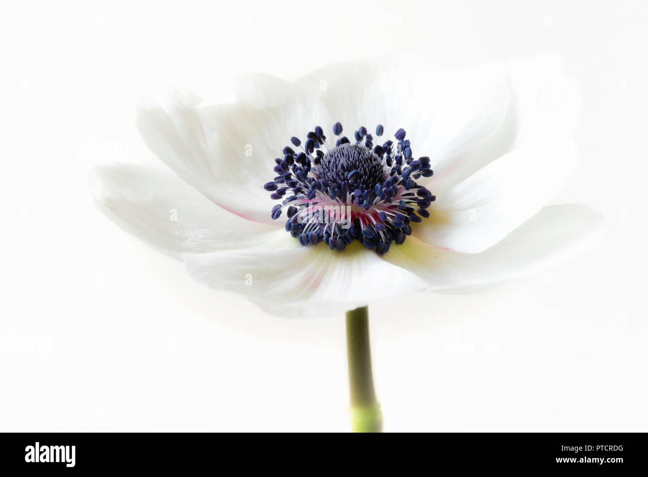 Eine einzelne Soft Focus Anemone windflower - Anemone coronaria De Caen Stockfoto