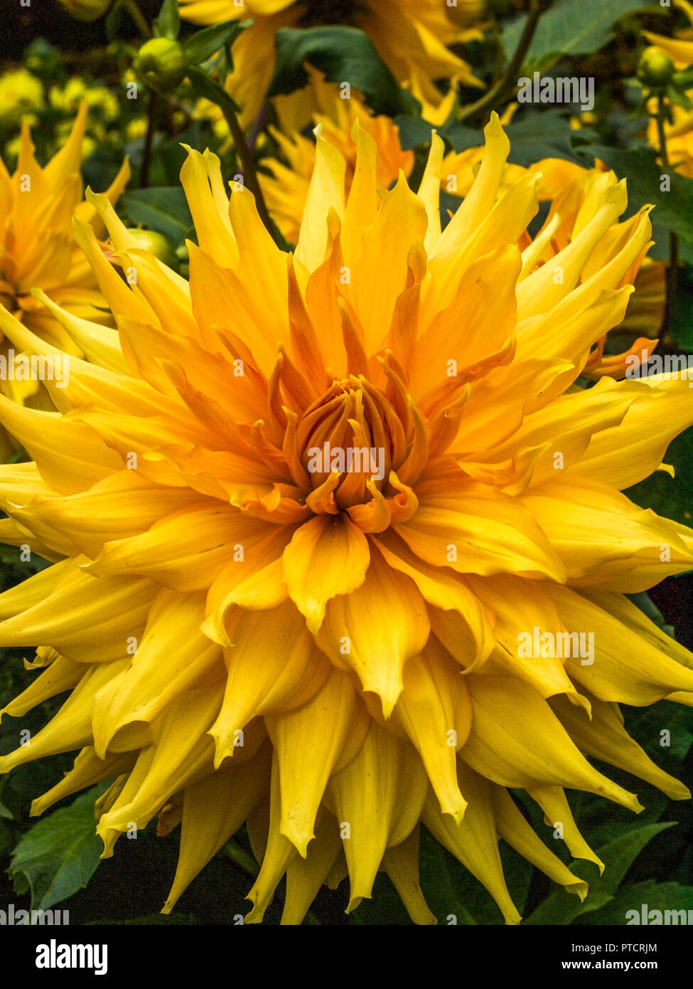 Gelb und Orange Dahlie Blüte in Nahaufnahme Stockfoto