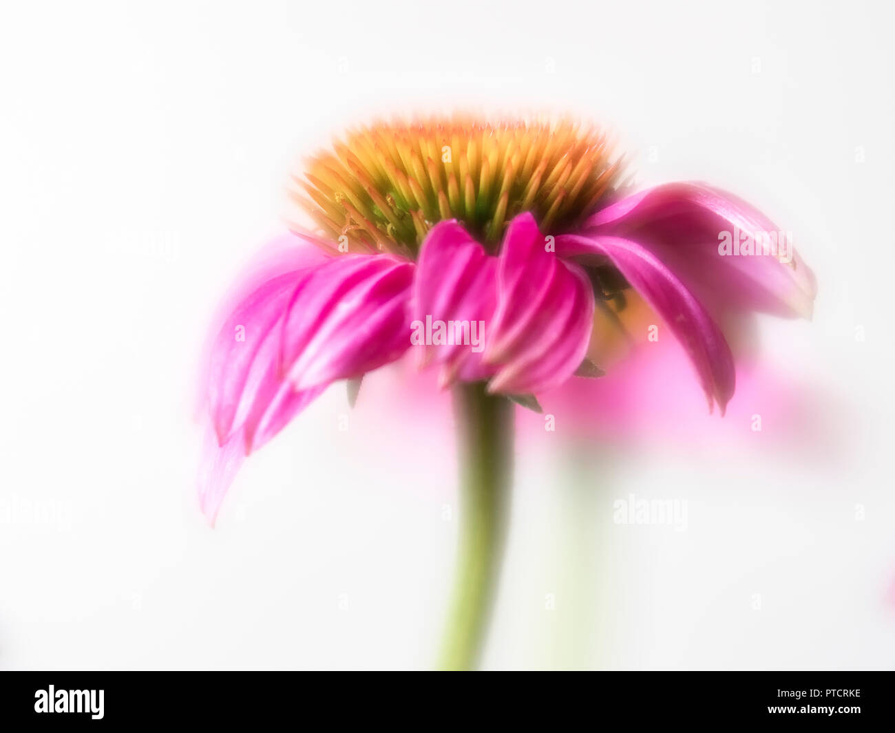 Eine einzelne Soft Focus rosa Blüte von Echinacea - Kegel Blume Stockfoto