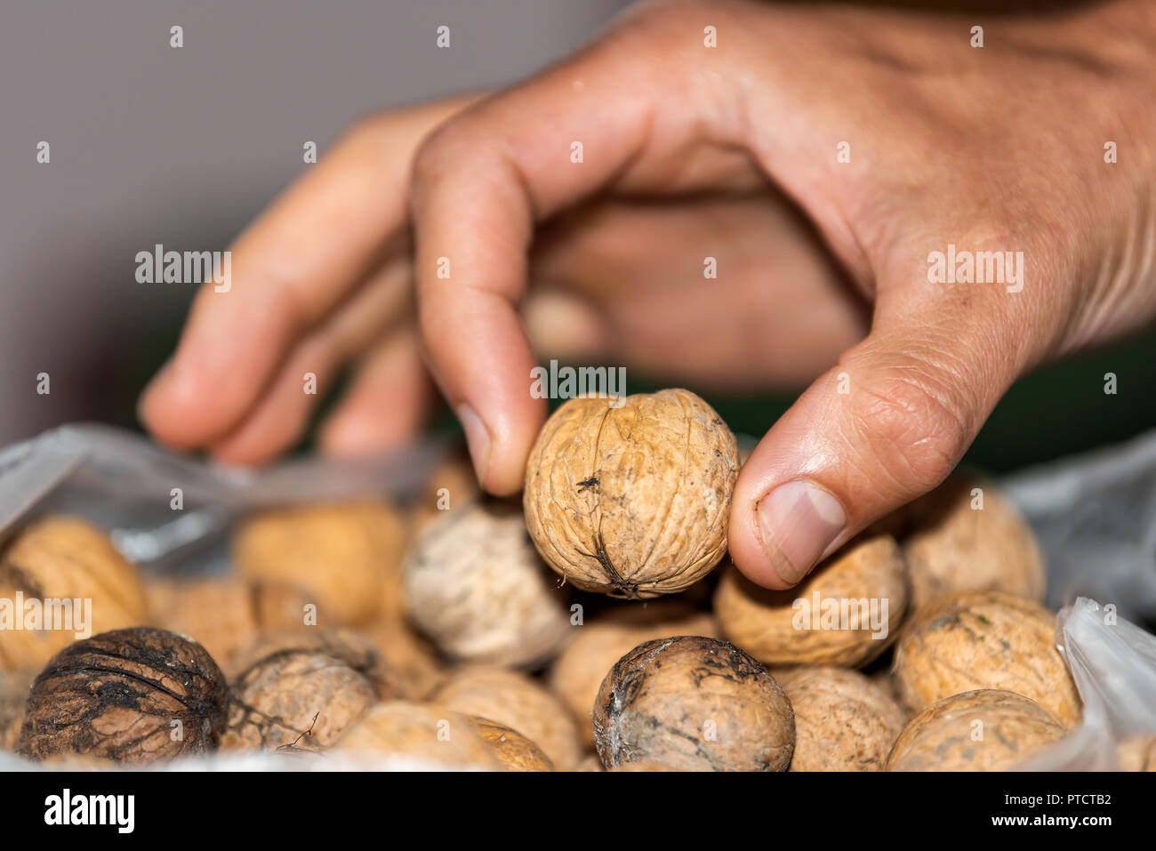 Makro Nahaufnahme der Hand Holding berühren ganze Nussbaum Mutter ohne Schale braune Farbe durch die Stapel der Gruppe von vielen im Beutel Stockfoto