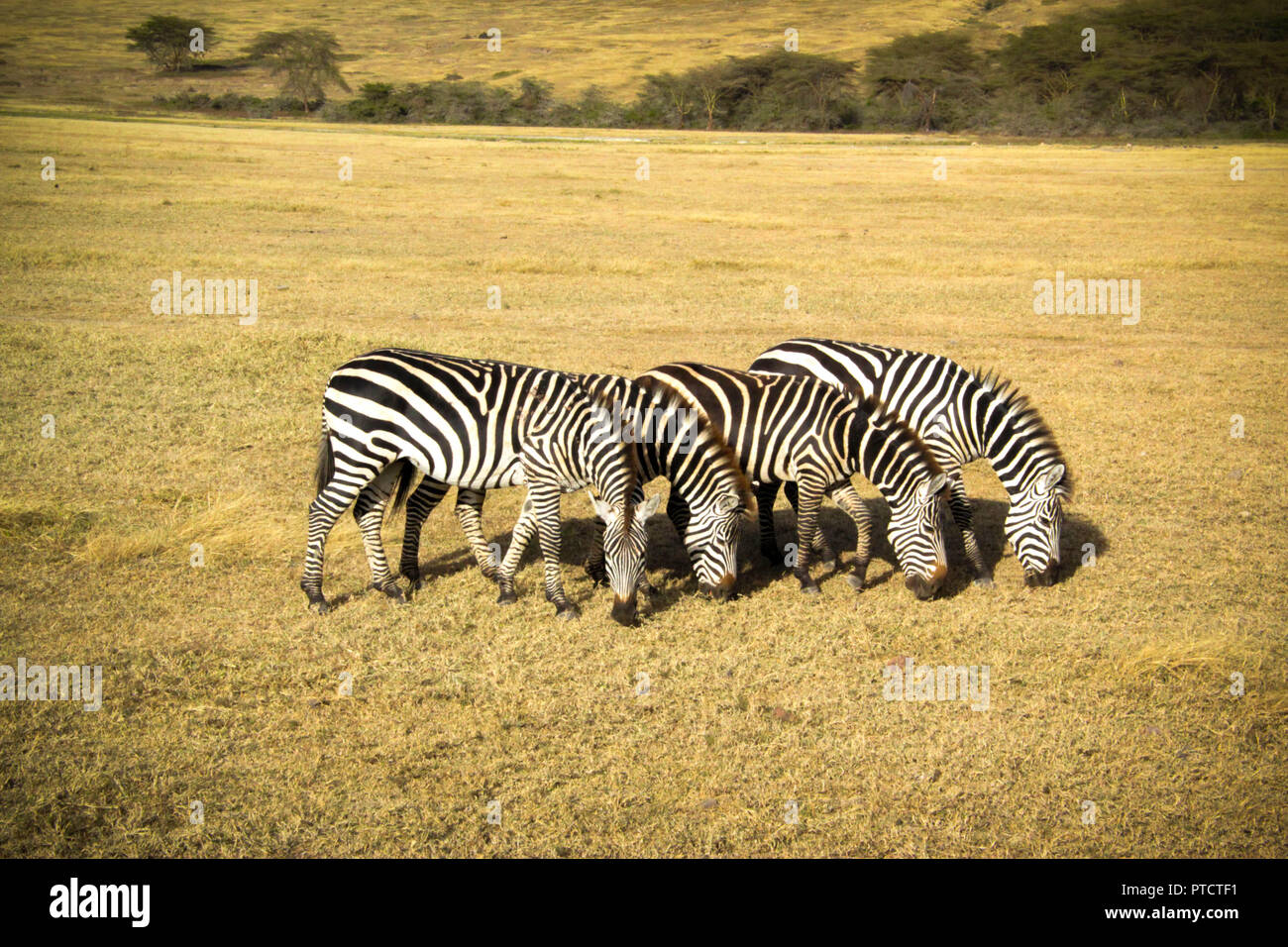 "Vier in einer Reihe' - Zebras des Ngorongoro Stockfoto