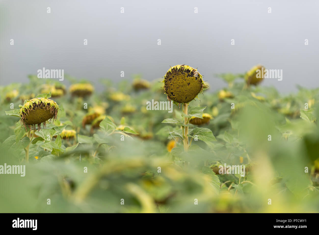 Viele große Blütenkorbes Blume reif, Reif für die Ernte in der Landwirtschaft Bauernhof Feld am Morgen, Nebel, Nebel, Nebel, nebligen Wetter Stockfoto