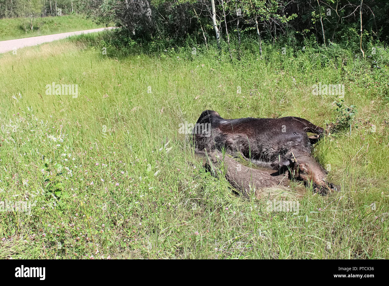 Ein toter Elch in den Graben mit einer Straße im Hintergrund Stockfoto