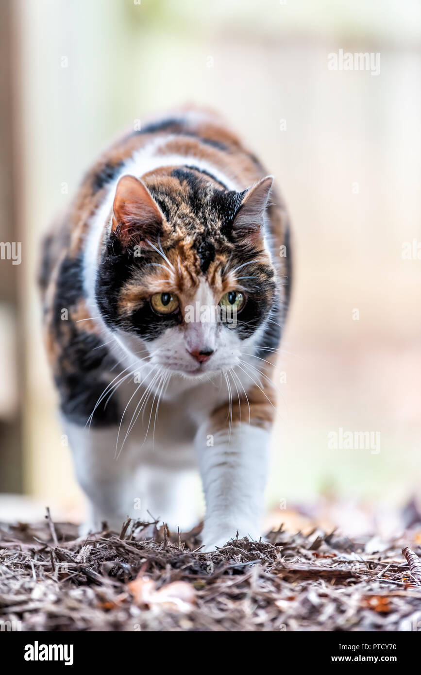 Closeup vor einem neugierig Calico Cat, Wandern draußen, im Freien auf Mulch, trockenes Laub im Herbst Garten, Stufenschalter mit Pfoten Stockfoto