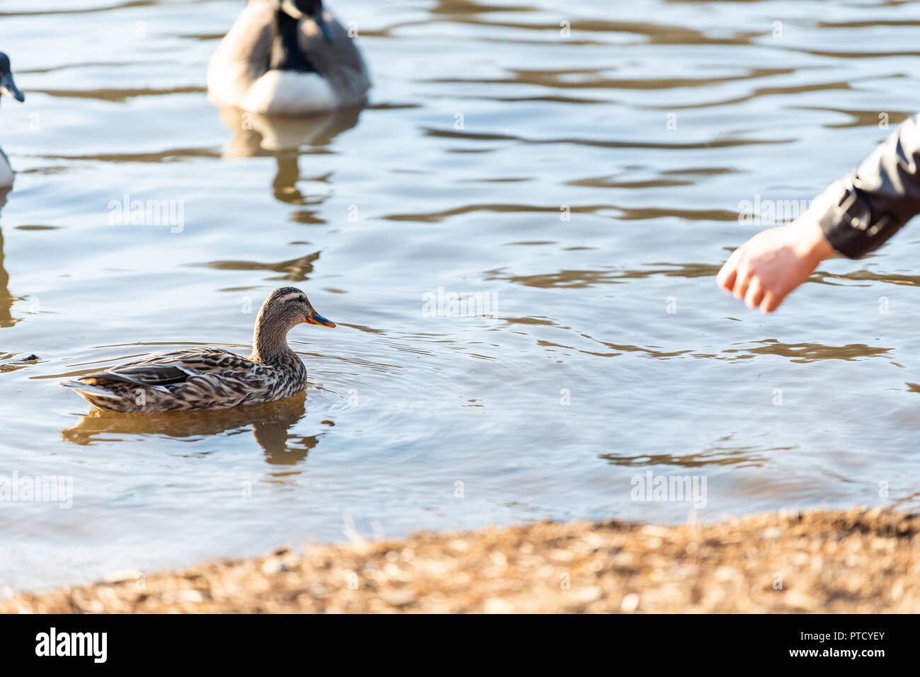 Kanada gans jacke Fotos und Bildmaterial in hoher Auflösung Alamy