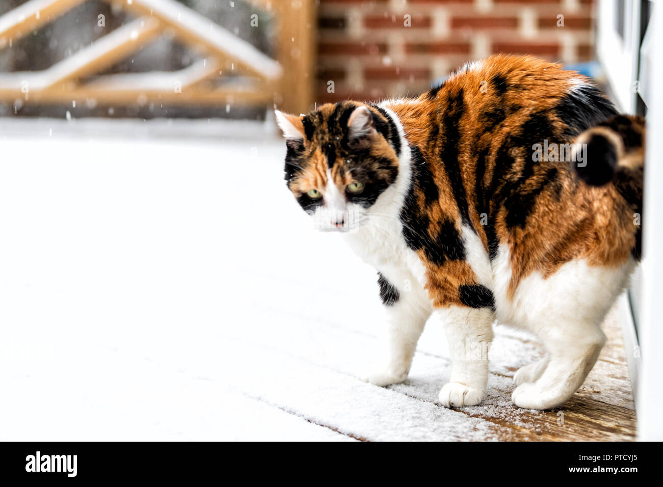 Seite Portrait des alten Calico Katze stehend auf die Holzterrasse Brettern im Schnee während der schneesturm abgedeckt, Sturm, Schneefall Wetter mit Schneeflocken, Flocken fallin Stockfoto