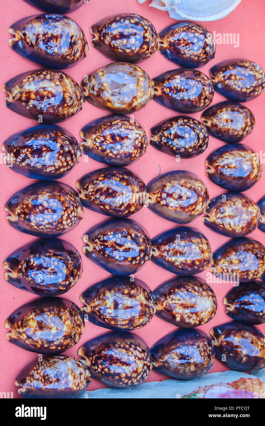Tiger cowrie (Cypraea tigris) Tanks für den Verkauf in den Strand Markt. Cypraea tigris ist eine Pflanzenart aus der Gattung der cowry, einem großen Seeschnecke, einem Marine gastropode Weichtiere Stockfoto