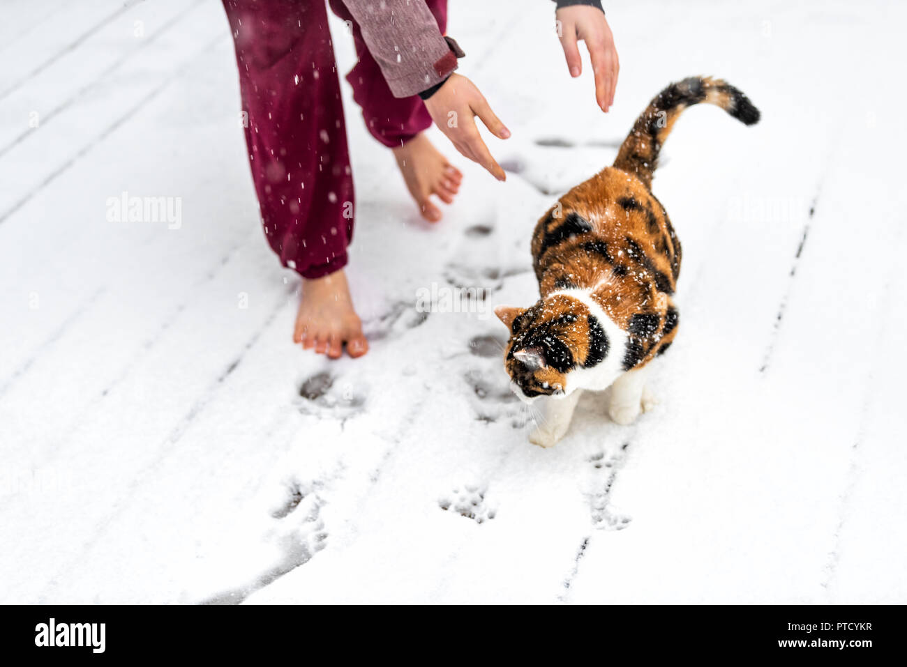 Junge Frau vermietung Calico Cat gehen von Arme, Hände draußen, im Freien auf Haus Deck, im Park im Schnee, Schnee Wetter während Schneesturm, Sturm mit Schnee Stockfoto