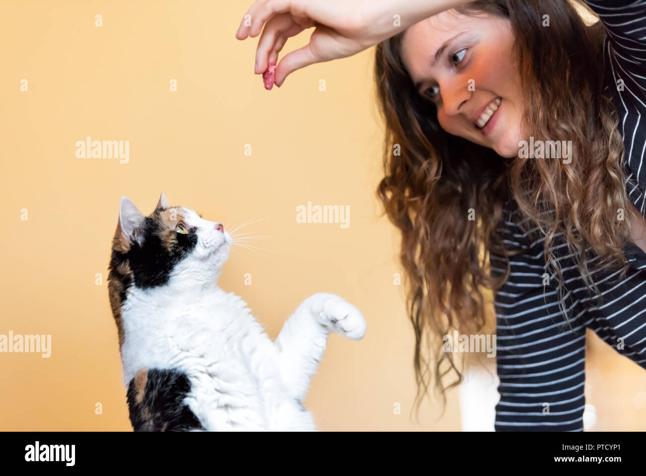 Junge Frau, Pet owner Lehre, Ausbildung Calico Cat Trick, der sich auf die Hinterbeine, Kommissionierung, Essen im Zimmer, Trick mit Vorderpfote, Klauen mit Stockfoto