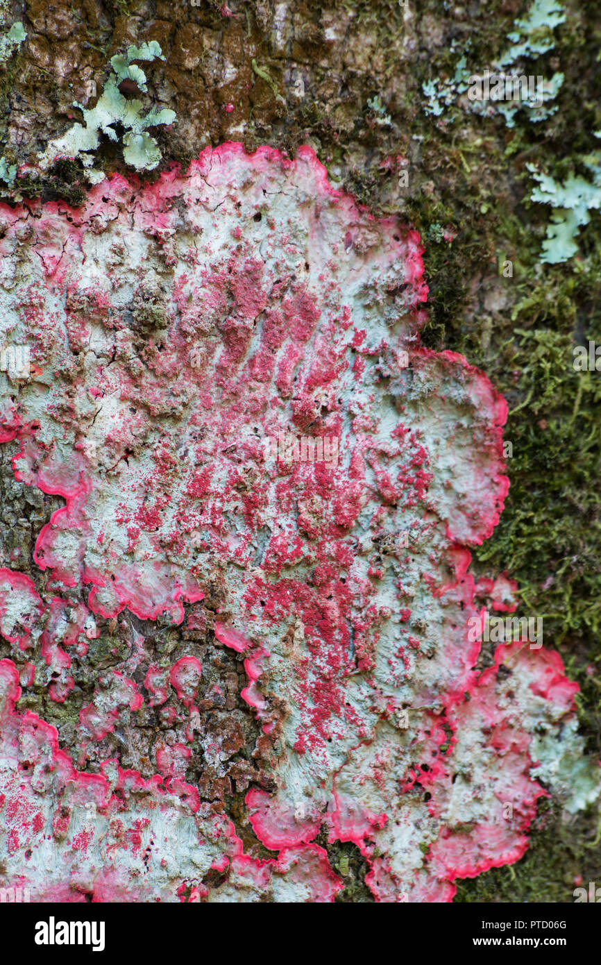 Rosa Flechten auf einem Baumstamm Stockfoto
