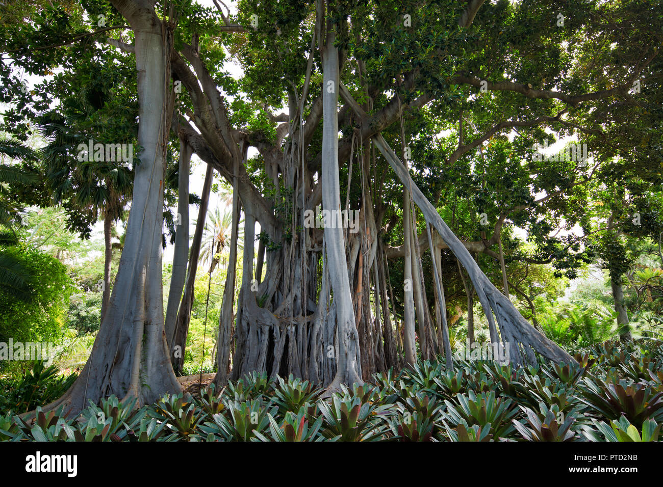 Luftwurzeln, Moreton Bay Feigenbaum (Ficus macrophylla), Jardín de Aclimatión de La Orotava, Botanischen Garten, von Puerto de la Cruz Stockfoto