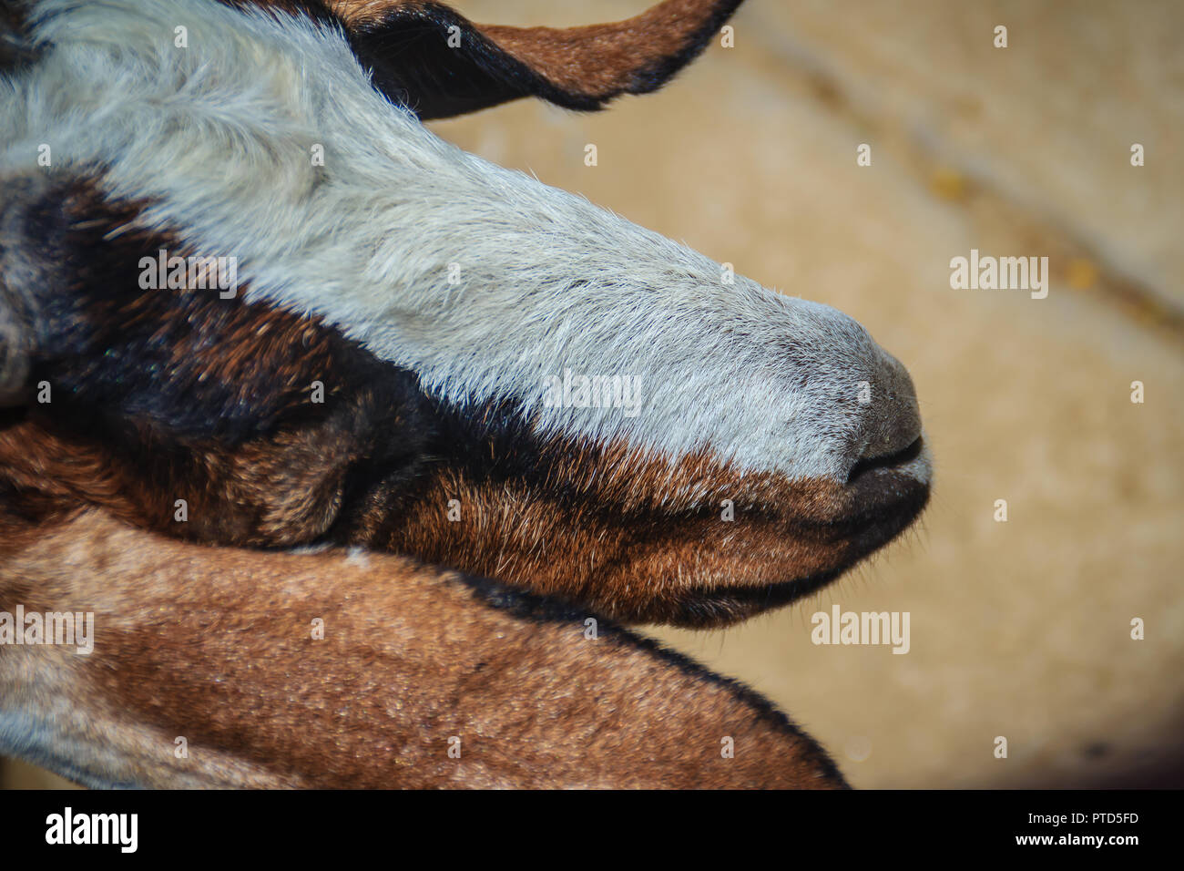 Süße braune und weiße inländischen Ziegen (Capra aegagrus hircus), in der Farm. Ziegenhaltung ist die Aufzucht und Zucht in erster Linie für ihre Fleisch-, Milch-, Stockfoto