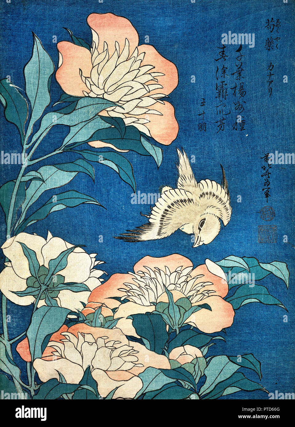 Katsushika Hokusai, Pfingstrosen und Kanarischen/Shakuyaku, Kanaari, von einer unbetitelten Serie als kleine Blumen, ca. 1834, Holzschnitt, Tusche und Farben auf Papier, Museum der Bildenden Künste Boston, USA bekannt. Stockfoto
