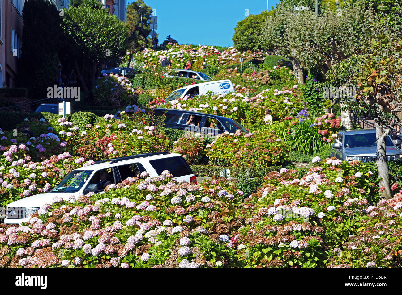 Die Lombard Street, die krummste Straße der erfahrenem Service in San Francisco, Kalifornien, USA Stockfoto