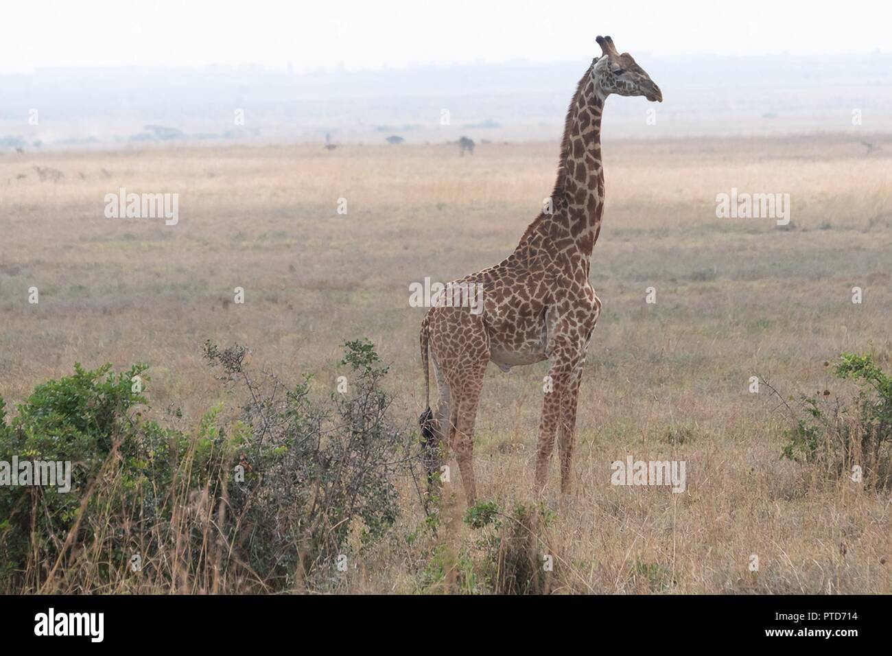 Eine Giraffe im Grasland von Nairobi National Park während der Safari Tour von US-First Lady Melania Trump Oktober 5, 2018 in Nairobi in Kenia gesehen. Dies ist die erste Solo internationale Reise durch die First Lady. Stockfoto