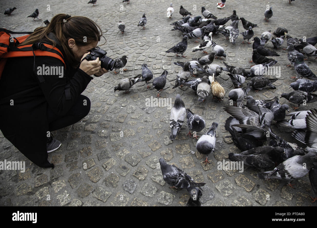 Die Fütterung der Tauben, Detail einer Frau fotografieren der Vögel Stockfoto