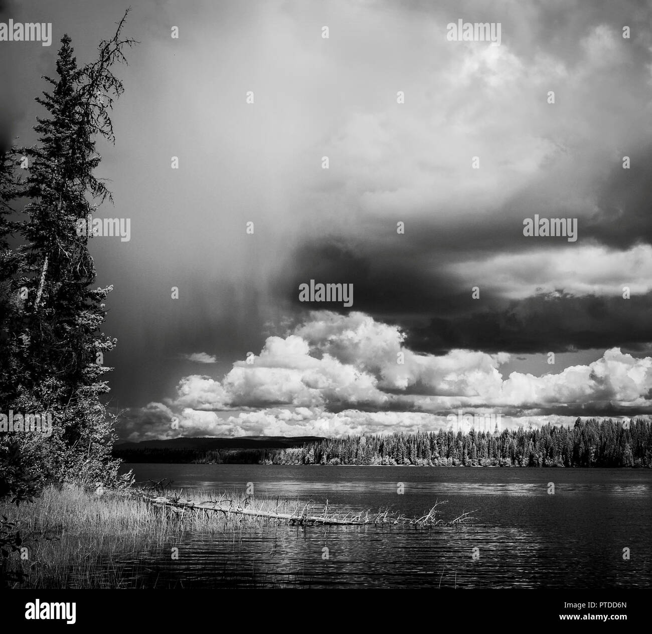 Ein Black'n white Szene von squall bewegt sich auf einem See mit Bäumen im Vordergrund und flauschige weiße Wolken in der Ferne. Stockfoto