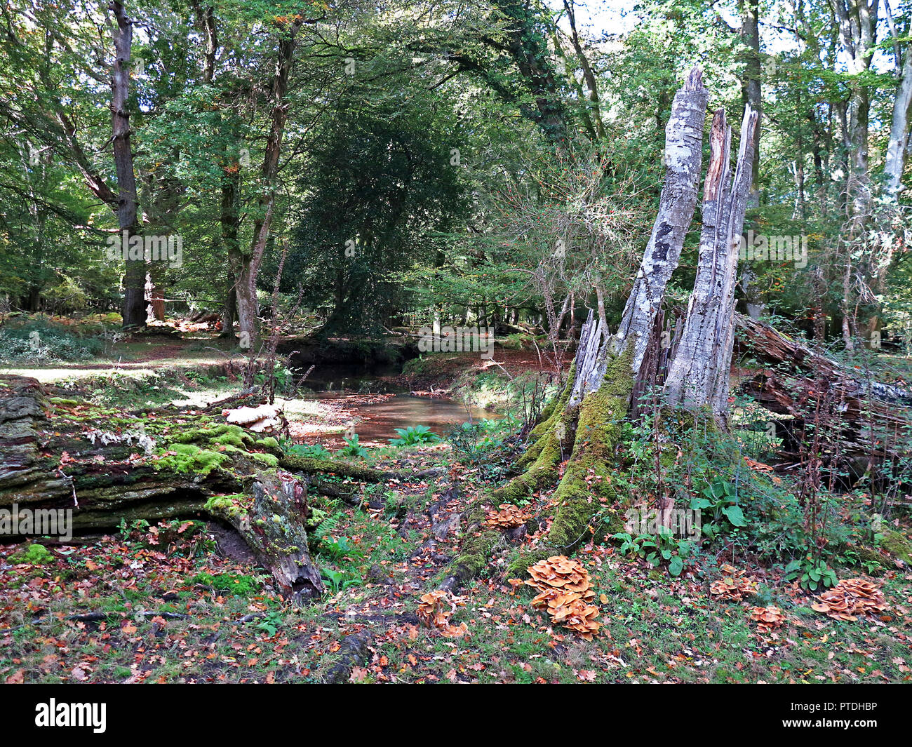 Pilze wachsen auf einem faulen Baum neben dem New Forest Stream Stockfoto