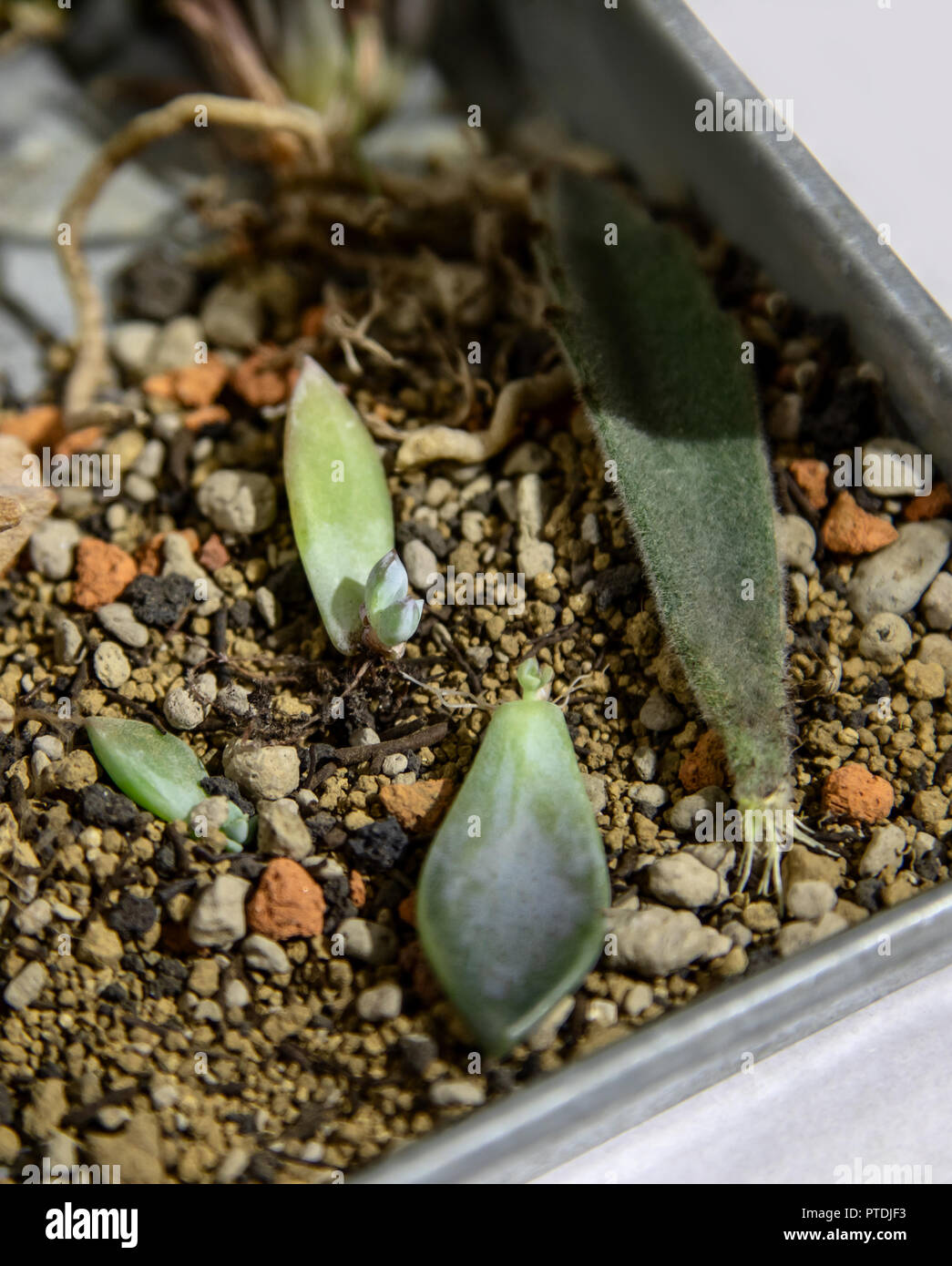 Pflanzen in der Box für herbarium. Stockfoto