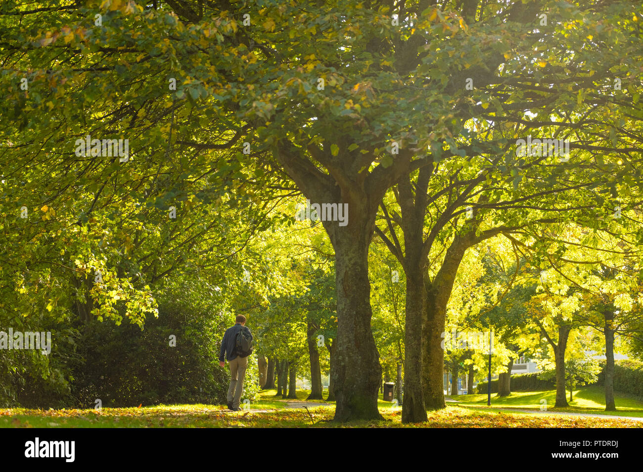 Aberystwyth Wales UK, Dienstag, 09. Oktober 2018. UK Wetter: Menschen zu Fuß entlang der von Bäumen gesäumten Park Avenue in Aberystwyth an einem herrlich sonnigen Oktober Morgen. Mit über 20 verschiedenen Arten von Laubbäumen, der Park ist ein Aufstand der Farben im Herbst als die Blätter beginnen zu fallen. Foto: Keith Morris/Alamy leben Nachrichten Stockfoto